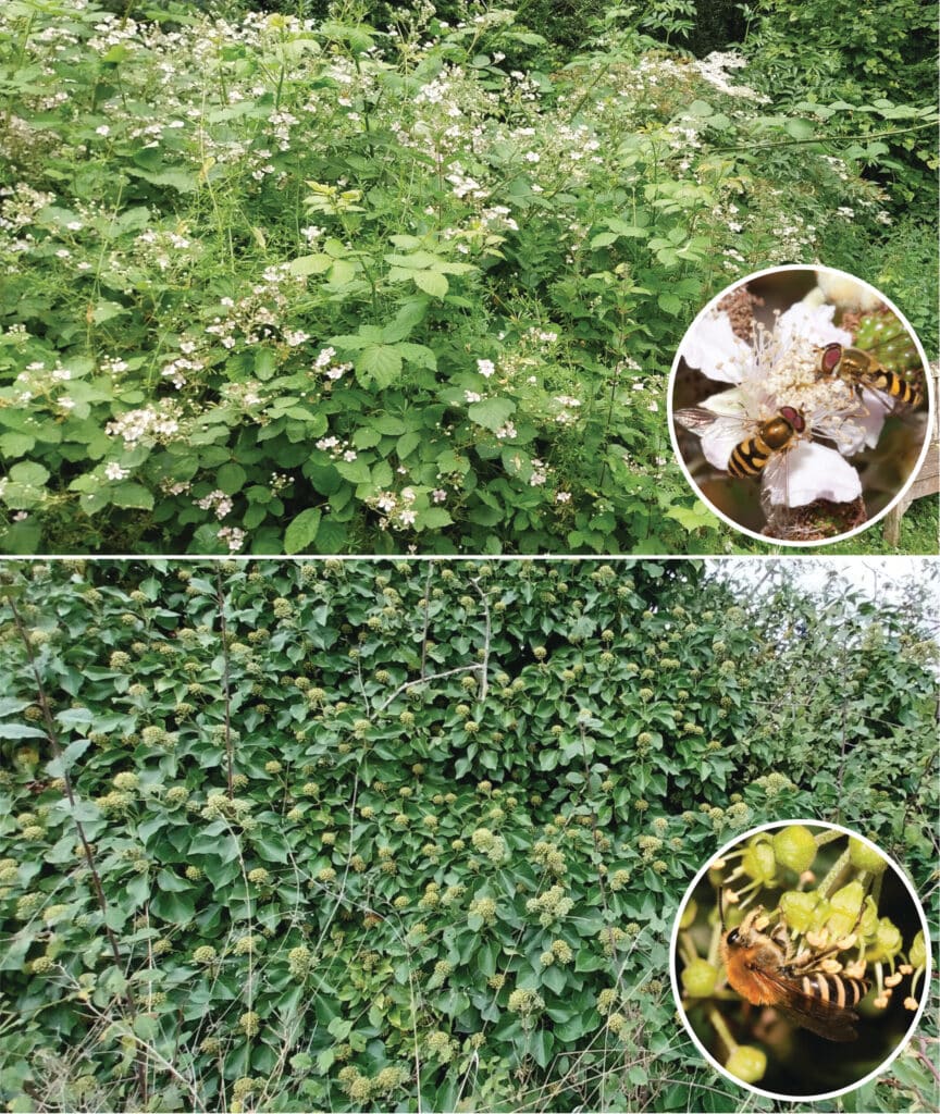 Polinizadores visitam flores em área analisada por pesquisadores