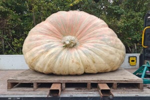 abobora gigante