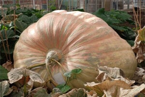 abobora gigante