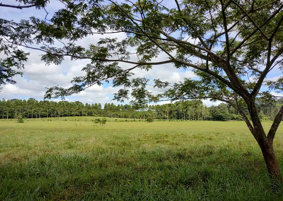 No Brasil, a bordão-de-velho ocorre em diferentes regiões e formações vegetais e é encontrada também em outros países sul-americanos