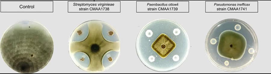 Os pesquisadores avaliaram três bactérias com potencial de biocontrole e promoção de crescimento vegetal 