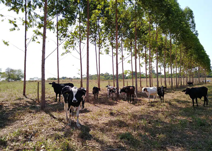 Embora seu aproveitamento madeireiro não seja vantajoso quanto o do eucalipto (foto), os benefícios do bordão-de-velho são interessantes para pecuaristas