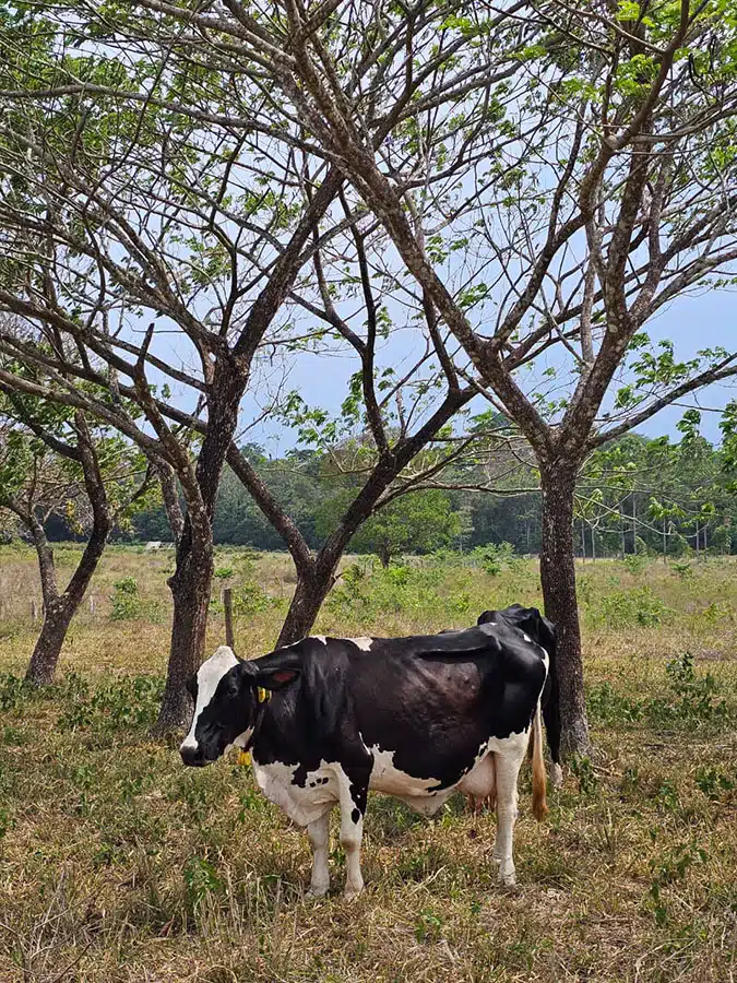 Os animais se beneficiam das árvores pelo maior conforto térmico