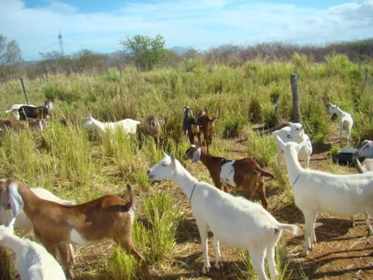 cabras leiteiras embrapa