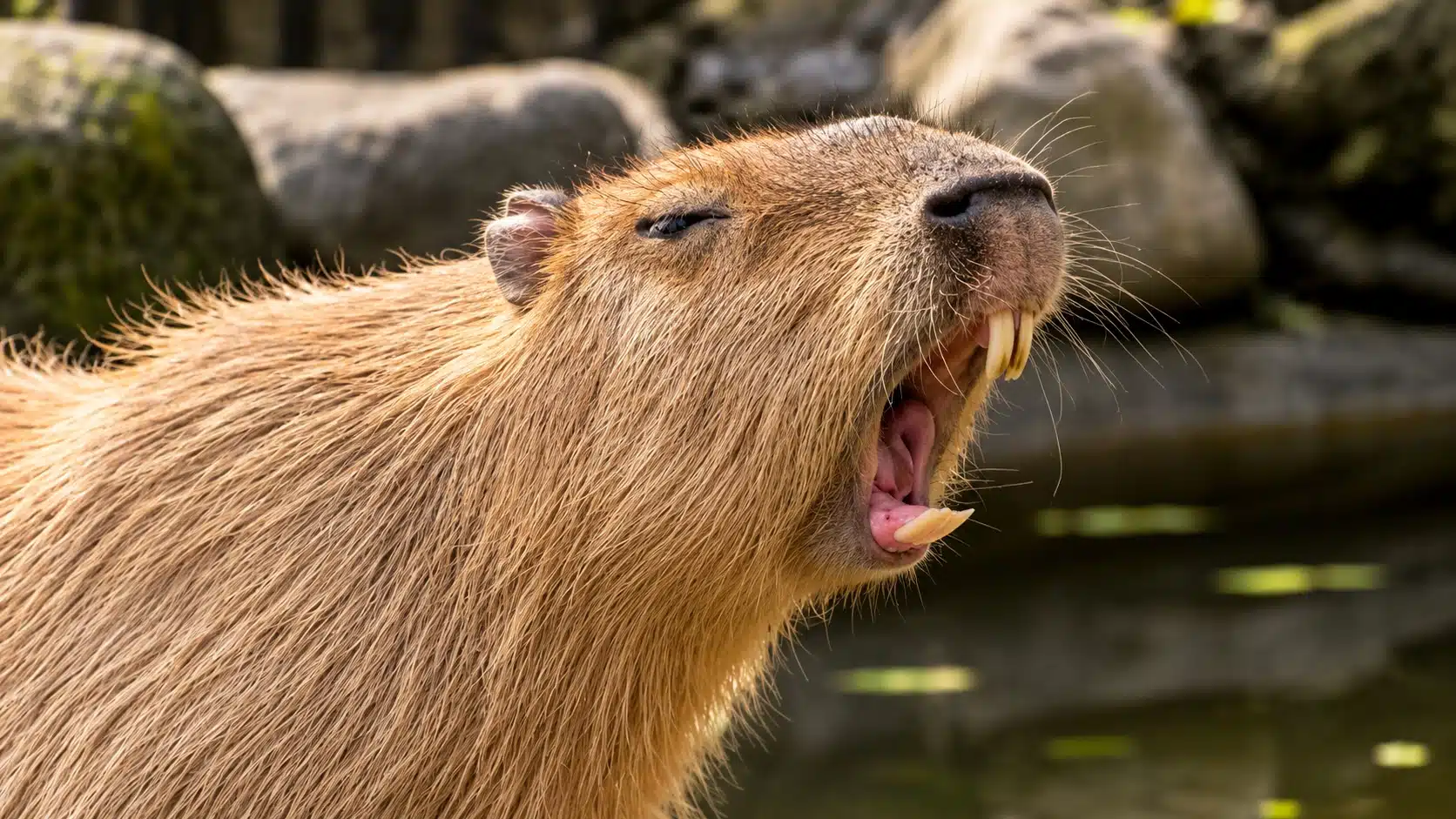 Capivara%20late%20como%20cachorro%3F%20Entenda%20o%20som%20curioso