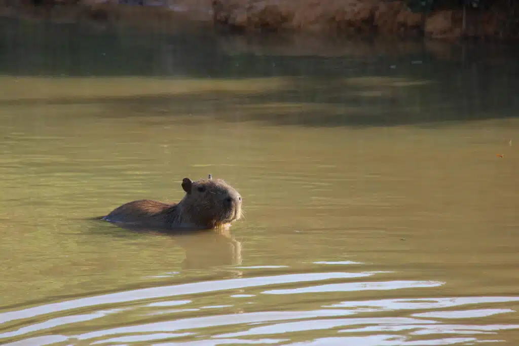 Capivara na água; animal pode latir para se comunicar e alertar o grupo sobre perigos.