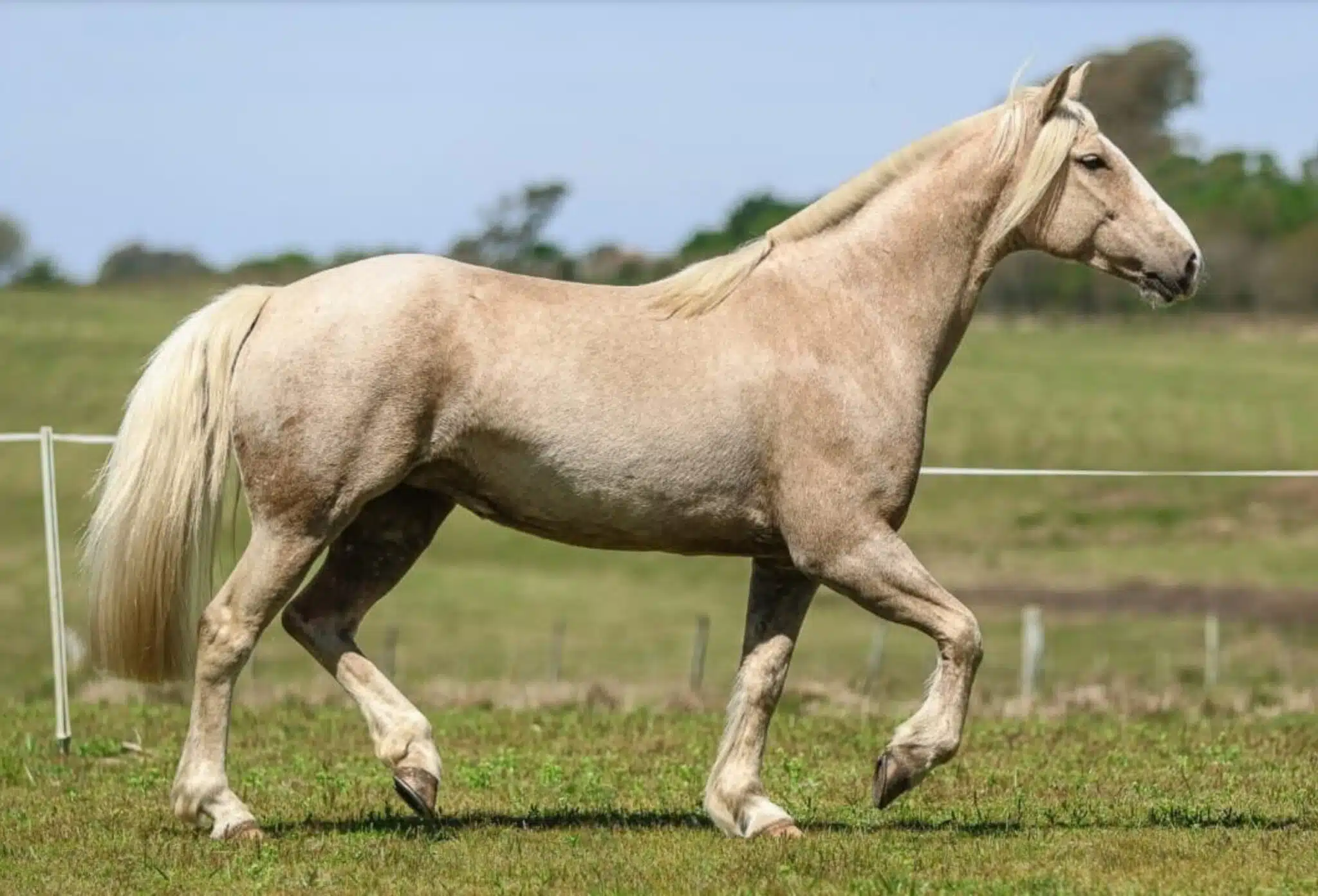 cavalo