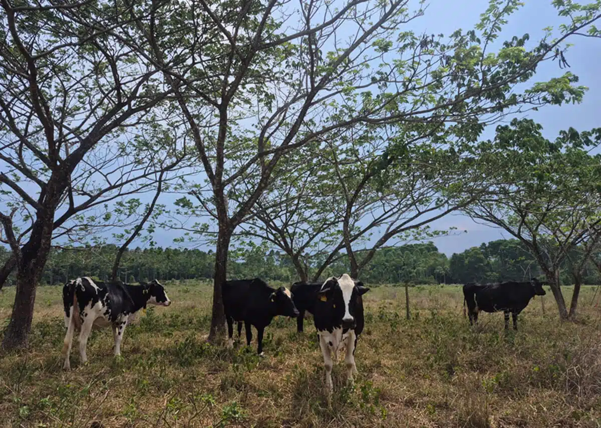 Bovinos sob árvores de bordão-de-velho na área experimental da Embrapa Rondônia