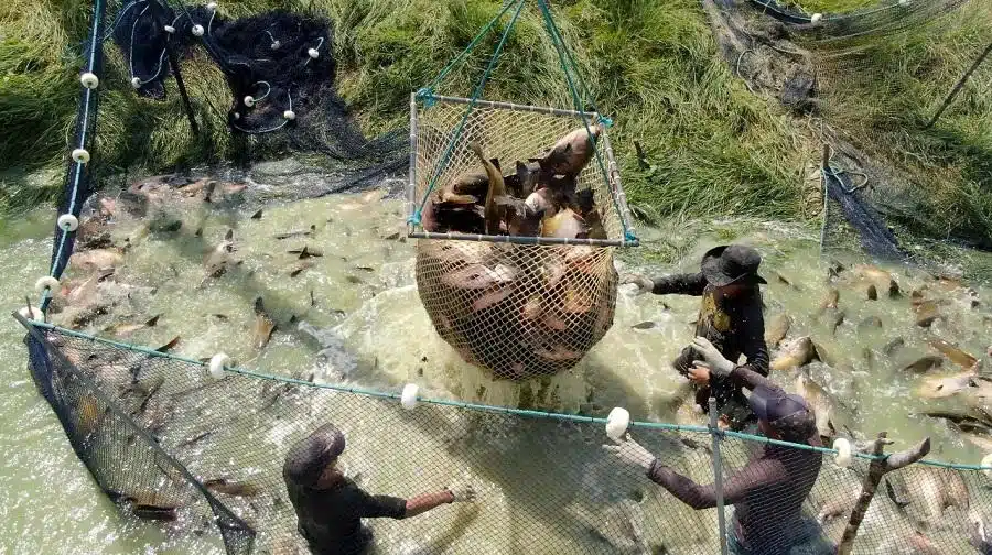 Criação de peixes redondos é tema de curso online gratuito de 80 horas da Embrapa
