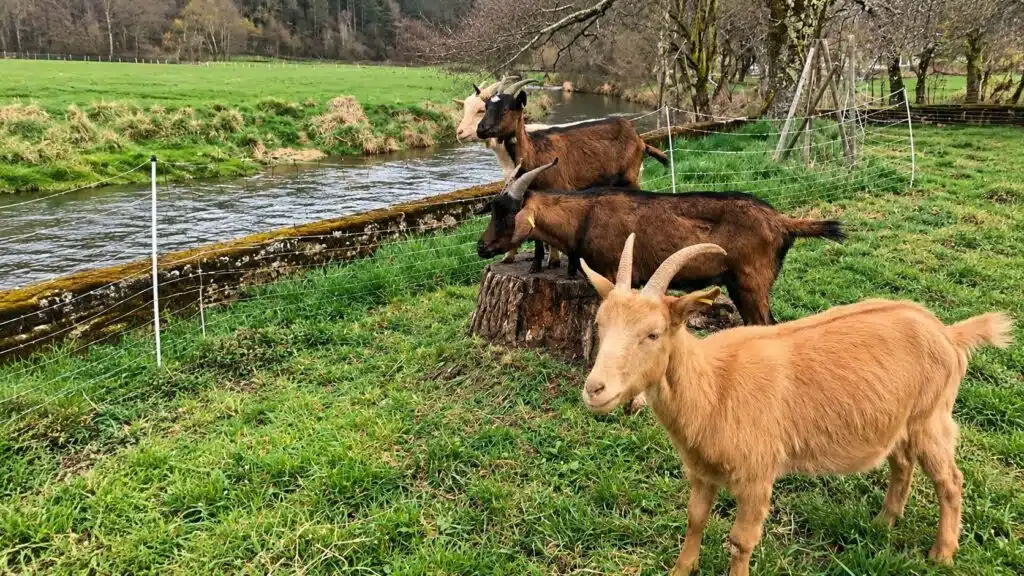 Cabras em propriedade rural no Jura, na França, onde voluntário pode receber moradia em troca de 10 horas de trabalho por semana.