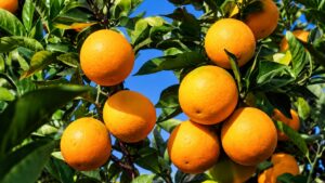 Produção de laranja representando a produção citrícola e as exportações do agronegócio paulista.