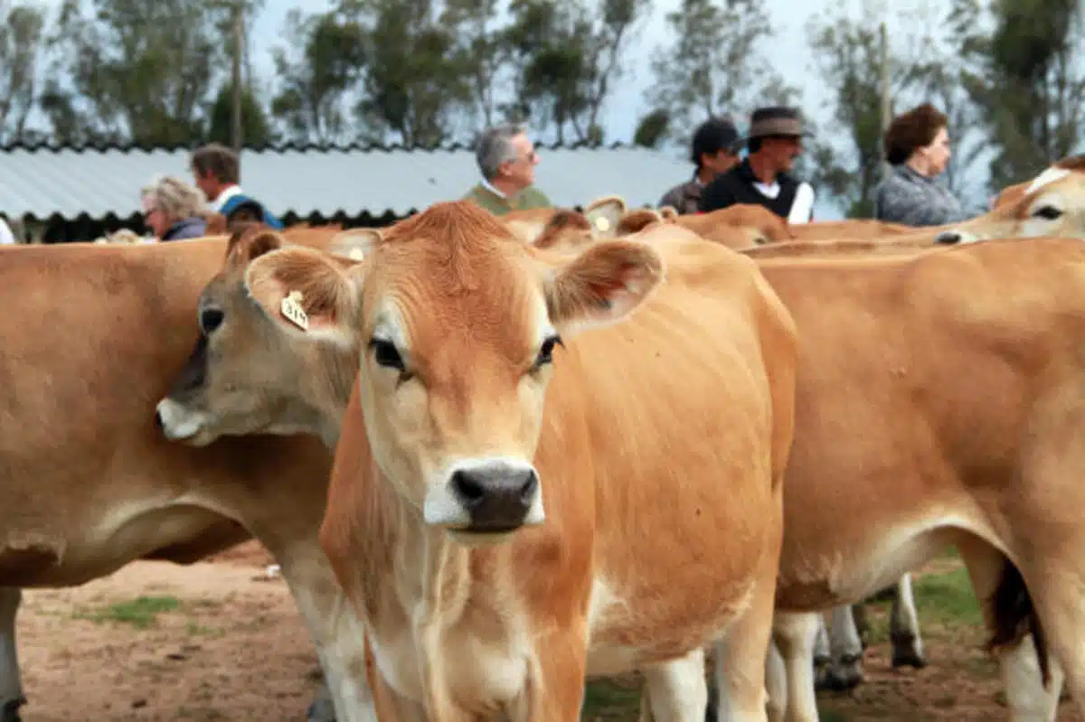 vacas Jersey em dia de campo