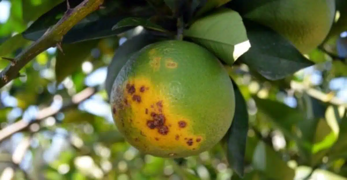 laranja com greening no pé