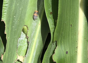 larva