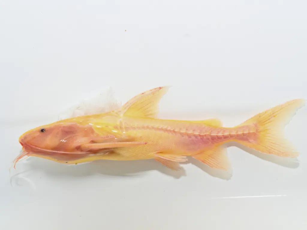 leucismo em peixe
