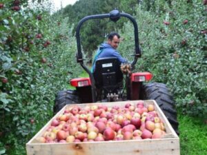 Safra de maçã em Santa Catarina tem queda de quase 24%, a menor já registrada pelo Observatório Agro Catarinense.