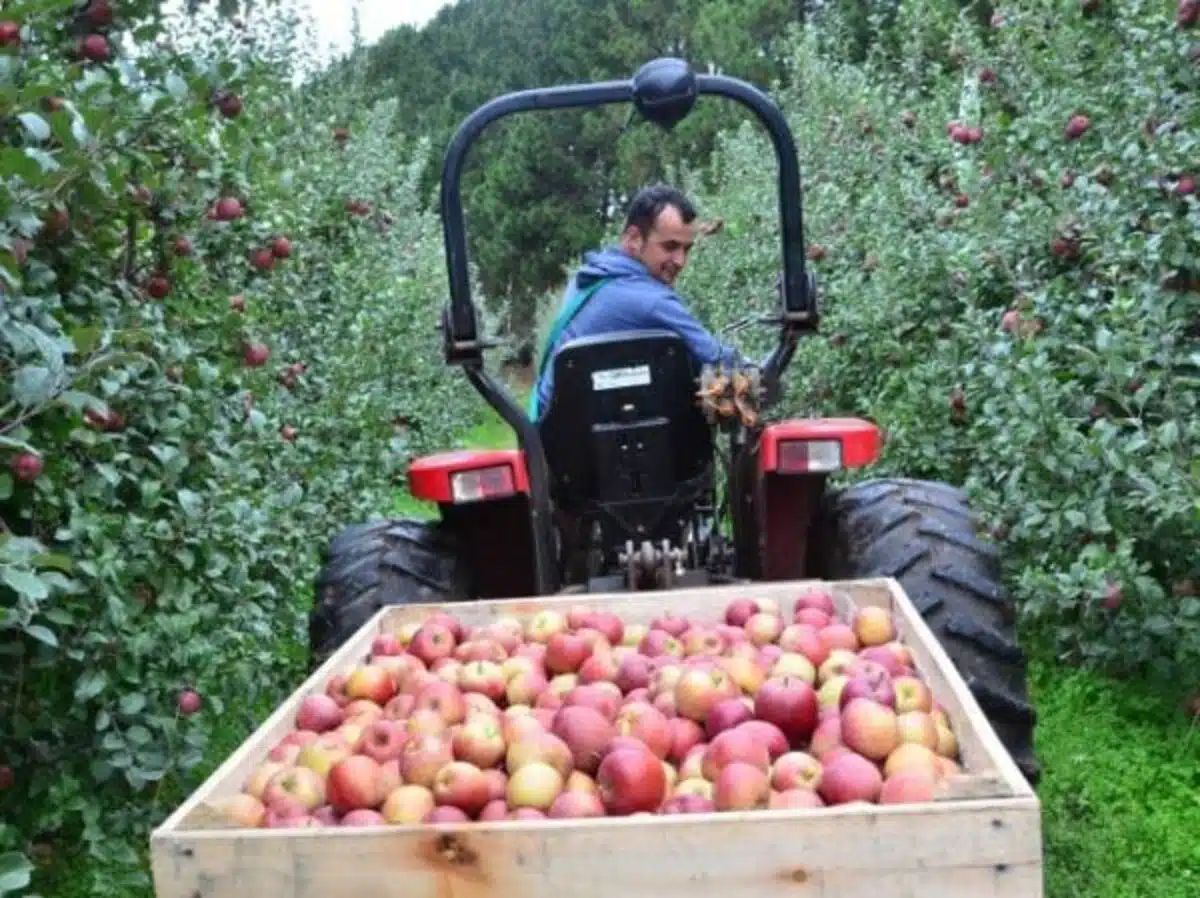 Safra de maçã em Santa Catarina tem queda de quase 24%, a menor já registrada pelo Observatório Agro Catarinense.