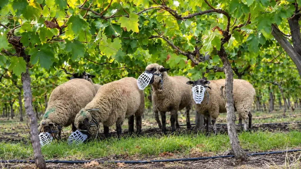 Ovelhas com máscaras pastam em área de árvores frutíferas