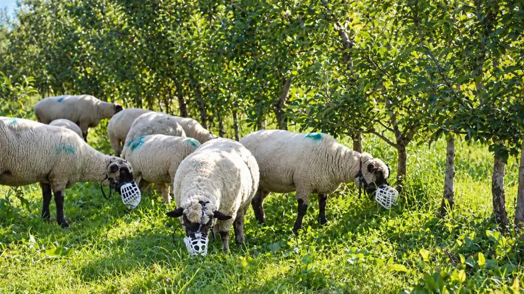 Máscaras usadas em ovelhas para evitar danos a árvores frutíferas