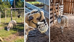 Ovelhas com máscaras pastam entre árvores durante experimento