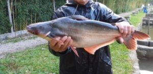 peixe panga