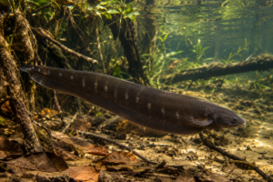 peixe elétrico