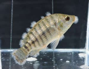 peixe