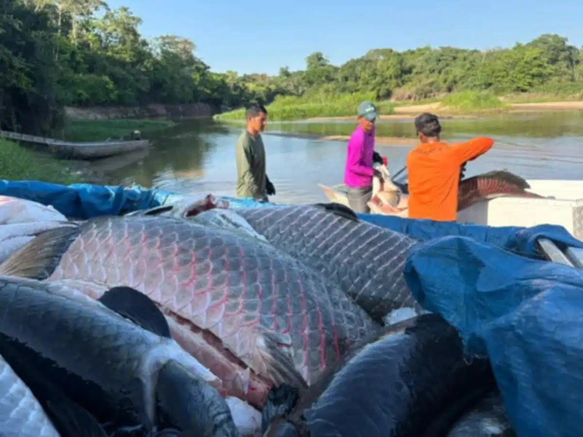 Pescadores extrativistas limpando pirarucu em RO