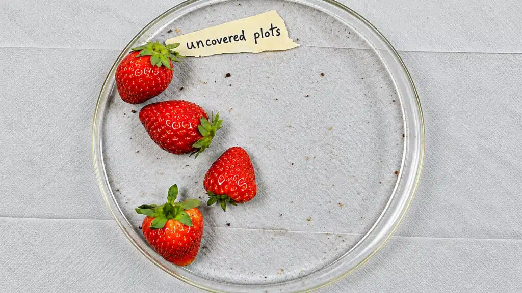 Morangos cultivados sem a proteção Plant Armor em experimento realizado por pesquisadores da NC State University.