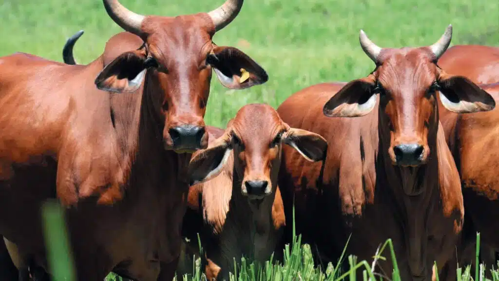 Rebanho de gado Sindi em pastagem, com animais de pelagem avermelhada