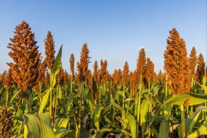 China compra 85% do sorgo exportado pelo Brasil e amplia opção de venda na safrinha