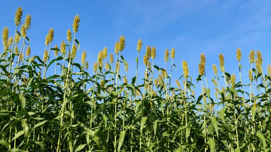 Lavoura de sorgo, grão resistente à seca que ganha área e produção no Brasil