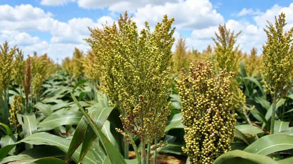 Plantação de sorgo no Brasil, que pode superar os Estados Unidos na produção mundial