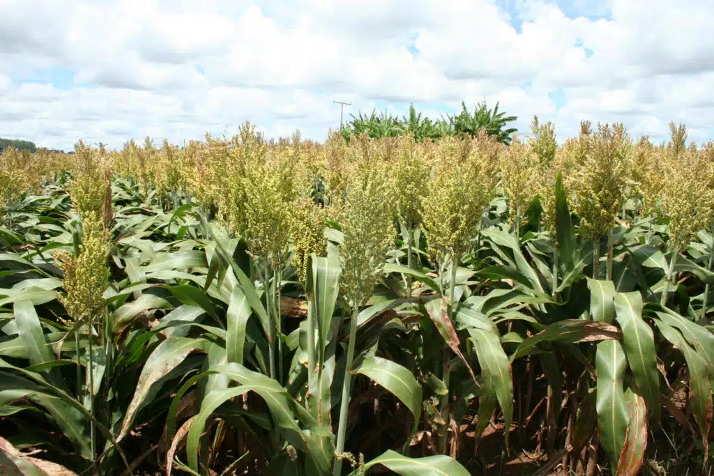Detalhe das panículas de sorgo, cereal que ganha espaço no campo brasileiro e pode superar os Estados Unidos em produção.