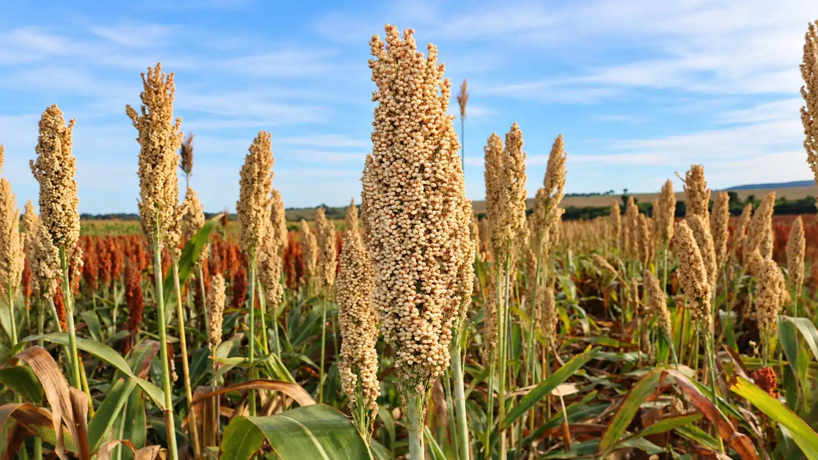 Plantação de sorgo no Brasil, grão resistente à seca que pode levar o país à liderança mundial da produção