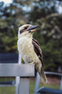 cucaburra
