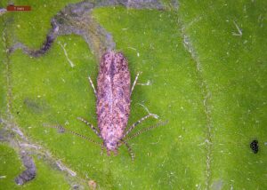 Indivíduo adulto da traça-do-tomateiro (Phthorimaea absoluta). A substância filotomatina, presente nas folhas do tomate silvestre (Solanum pennellii), oferece maior proteção contra esse predador